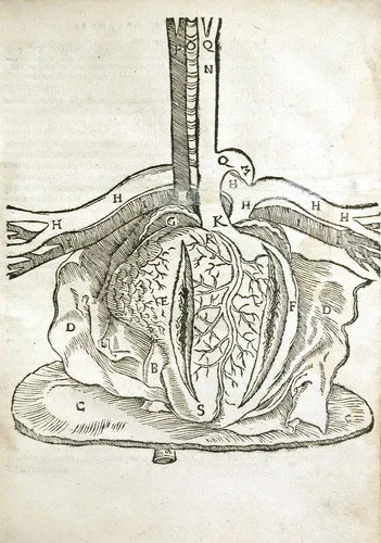 Mondino dei Luzzi, Anatomia (1541)